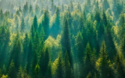 Bucket Trucks for Forestry and Tree Care: Reach, Stability, and Off-Road Power