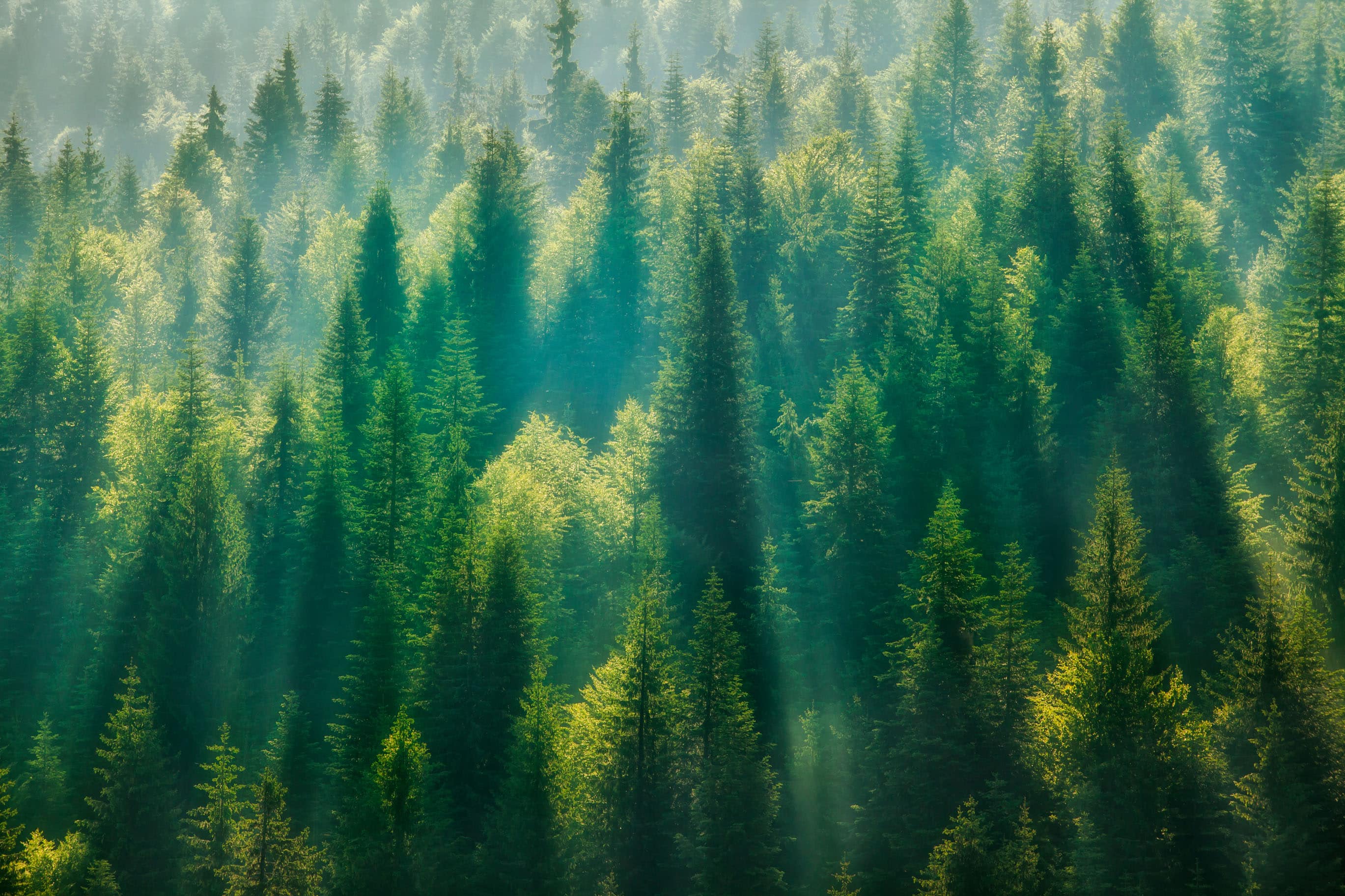 Bucket Trucks for Forestry and Tree Care